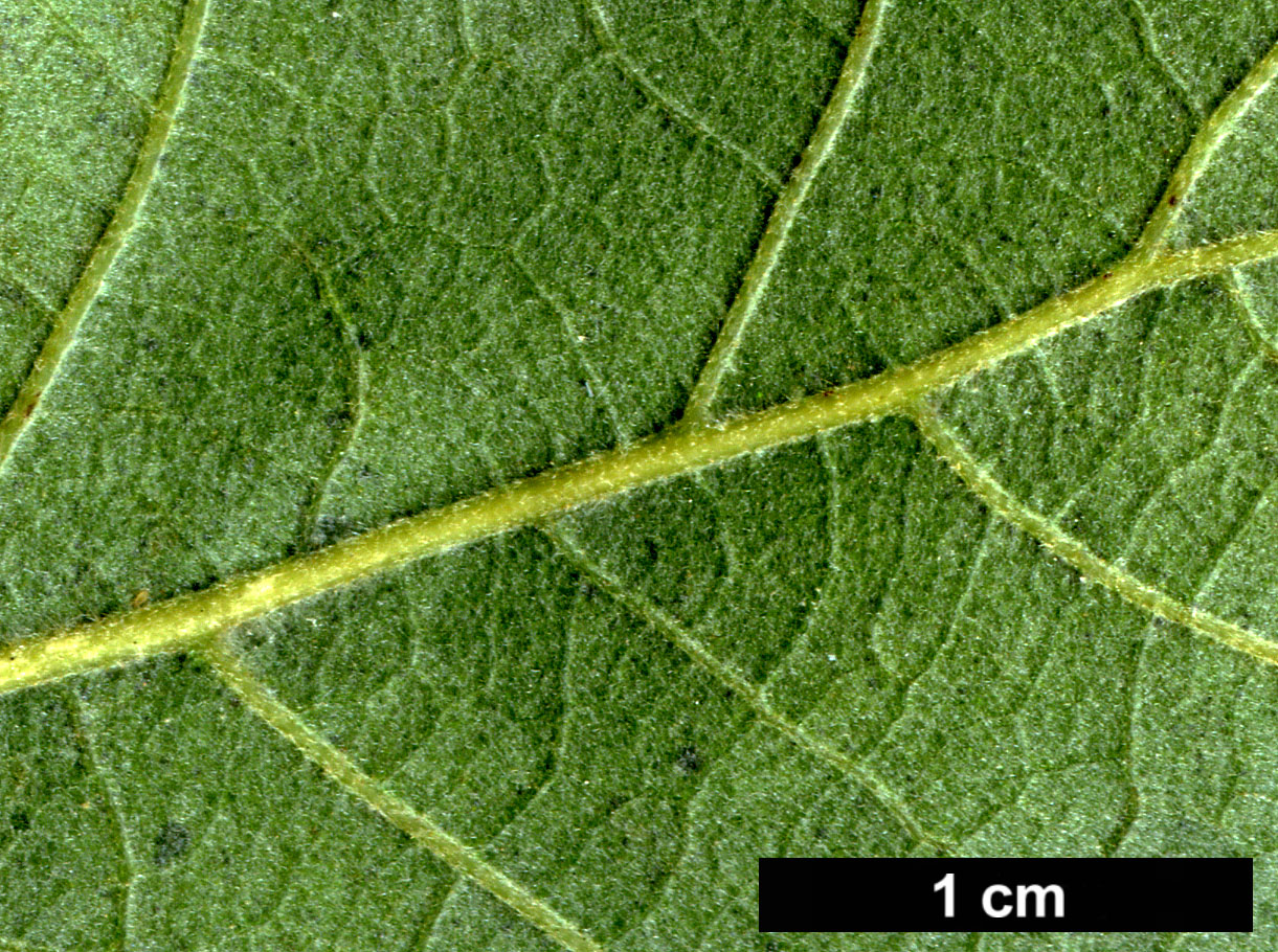 High resolution image: Family: Fagaceae - Genus: Quercus - Taxon: ×hispanica (Q.cerris × Q.suber)